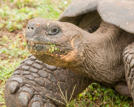Galapagos Tortoise eating Salad for dinner