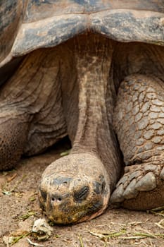 Diego, the stud, who re-populated the Espanola tortoises.