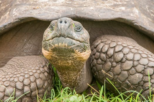 Closeup of Galapagos Tortoise on Santa Cruz Island, Galapagos Islands