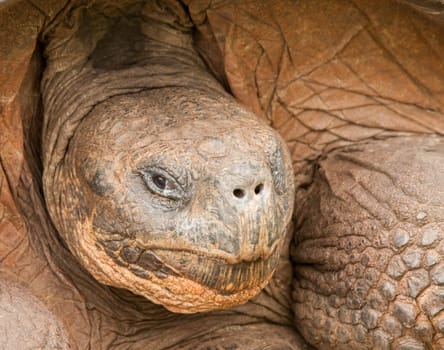 Closeup of Galapagos Tortoise on Santa Cruz Island, Galapagos Islands