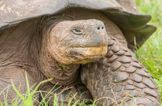 Closeup of Galapagos Tortoise on Santa Cruz Island, Galapagos Islands