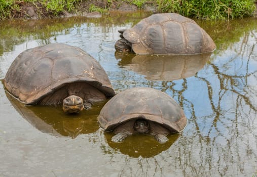 Tortoise reserve on private farm in the highlands of Santa Cruz island.
