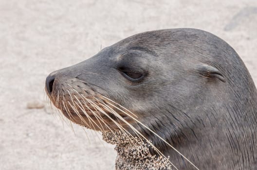 Closeup profile of Galapagos Sea Lion