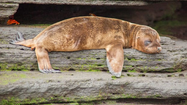 Baby sea lion laying down in Galapagos