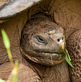 Closeup of Galapagos Tortoise on Santa Cruz Island, Galapagos Islands