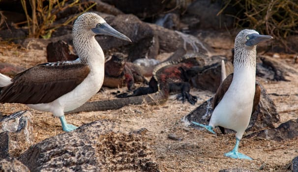 A male blue footed booby dances to attract the nearby female