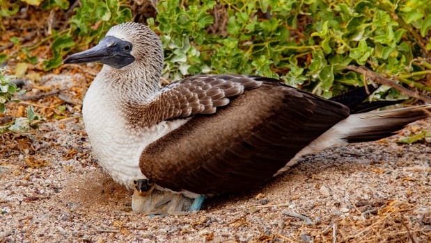 Blue Footed Booby Mother sitting on chick in nest