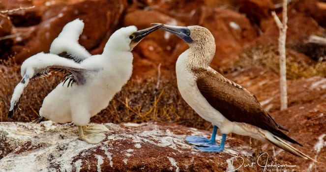 Mother and Baby Blue-Footed Boobies on Grand Seymore Island, Galapagos Islands, Ecuador