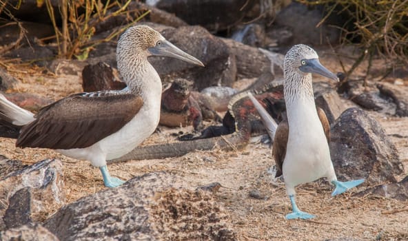 A male blue footed booby dances to attract the nearby female