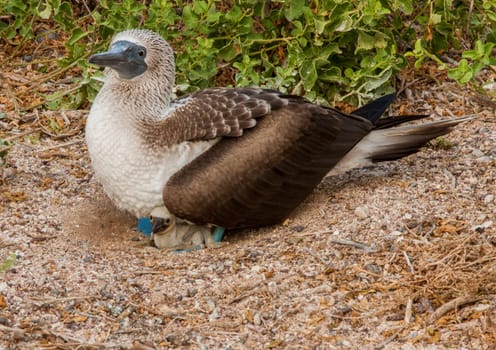 Blue Footed Booby Mother sitting on chick in nest