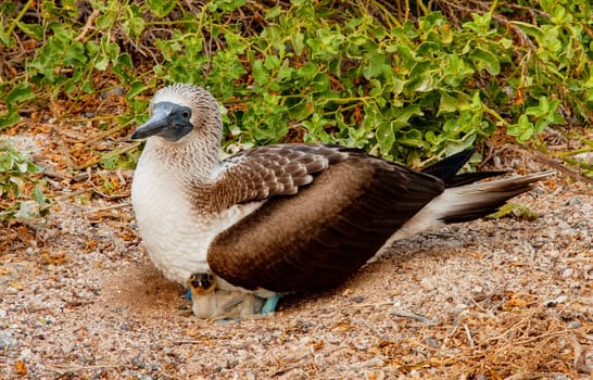 Blue Footed Booby Mother sitting on chick in nest