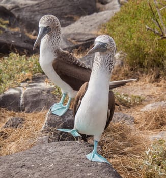Blue Footed Booby pair doing mating dance