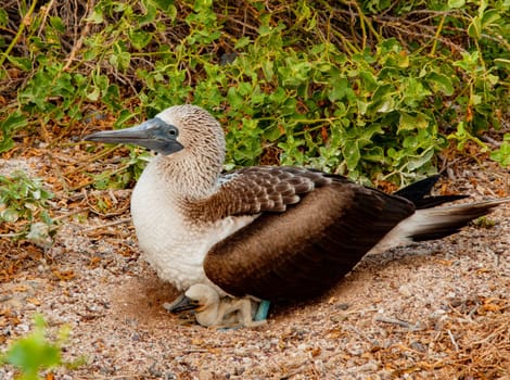 Blue Footed Booby Mother sitting on chick in nest