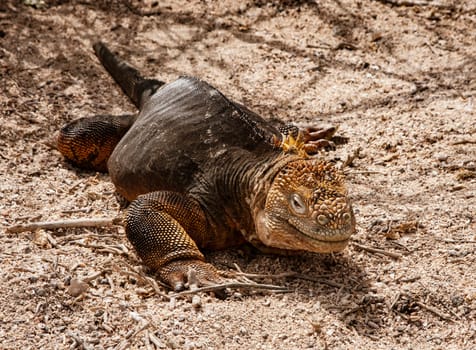 Land Iguana, on Grand Seymore Island, Galapagos islands, Ecuador
