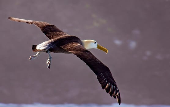 With 7' wing spans  they can stay at sea for years without touching land.