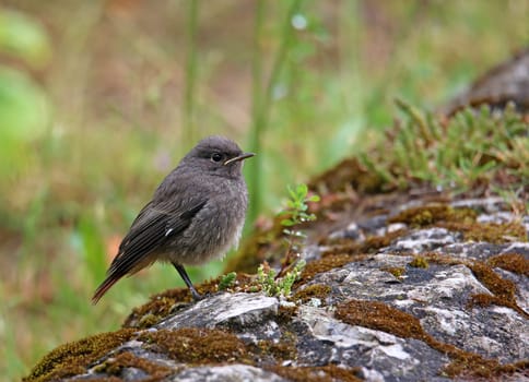 Young redstart Phoenicurus ochruros