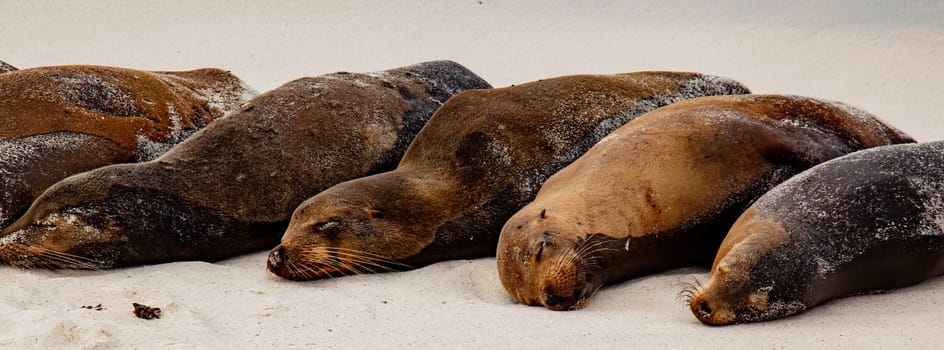 Sea Lion on Espanola Island, Galapagos Islands, Ecuador