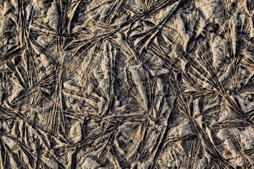Background texture of plants frozen in ice turned brown