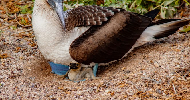 Blue Footed Booby Mother sitting on chick in nest