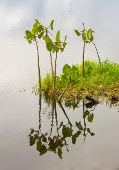 Tiny island of plants in lake in Amazon