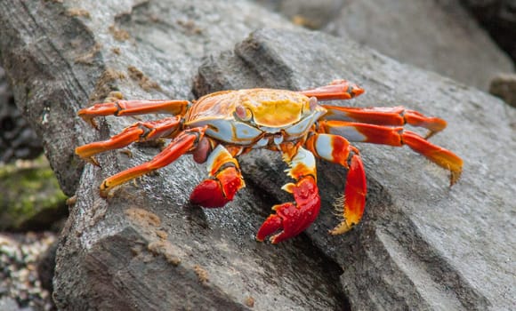 Sally Lightfoot crab on Galapagos Islands