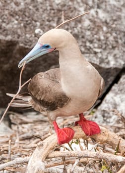 Red-footed booby on Isla San Cristobal, Galapagos, Ecuador