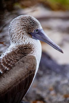 Closeup profile of blue footed boobie
