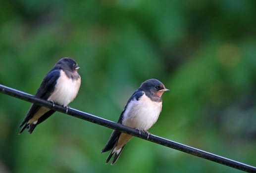 Two young barn swallows Hirundo rustica