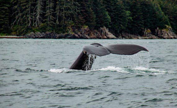 Humpback whale diving off the coast of Juneau, Alaska