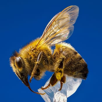 Deep Focus of Honey Bee