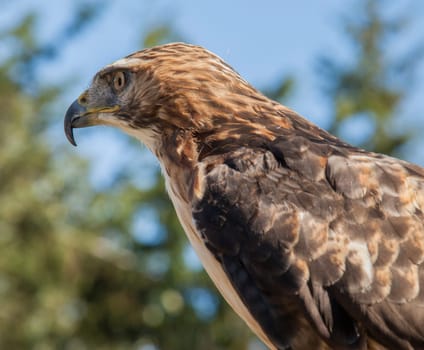 Red Tailed Hawk Staring at the Kroschel Films Wildlife Center, in Skagway, Alaska