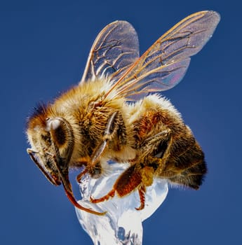Deep Focus of Honey Bee