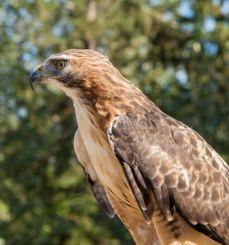 Red Tailed Hawk Staring at the Kroschel Films Wildlife Center, in Skagway, Alaska