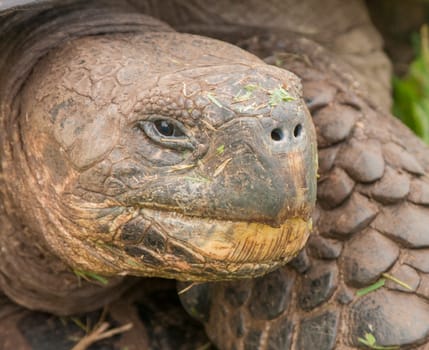 Galapagos Tortoise, closeup of head