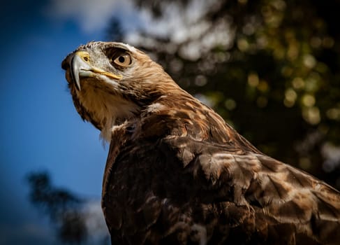 Red Tailed Hawk Staring at the Kroschel Films Wildlife Center, in Skagway, Alaska