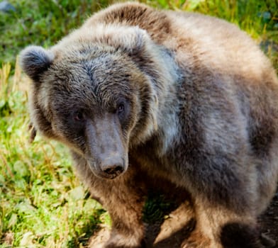 Grizzly Bear posing at Kroschel Films Wildlife Center, in Skagway, Alaska