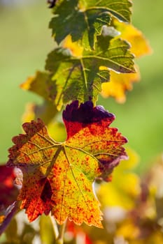 Leaves of grapevines turn vibrant colors in the Fall