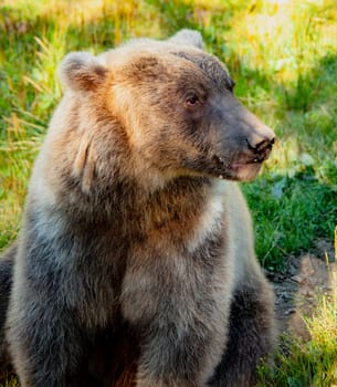 Grizzly Bear posing at Kroschel Films Wildlife Center, in Skagway, Alaska