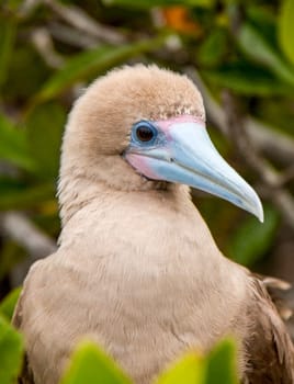 Red-footed booby on Isla San Cristobal, Galapagos, Ecuador