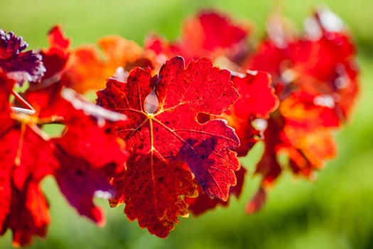 Leaves of grapevines turn vibrant colors in the Fall