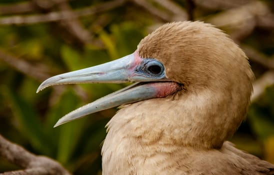 Close up of Red Footed Booby, on Isla San Cristobal, Galapagos Islands, Ecuador