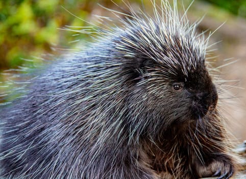 Close-up of porcupine at Kroscel Films Wildlife Center, in Skagway, Alaska
