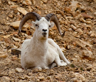 Bighorn Sheep in Denali National Park, Alaska