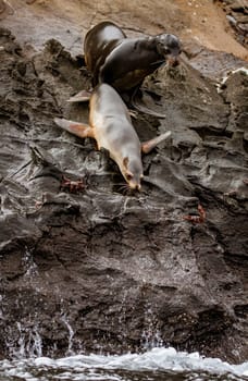 Male sea lion encouraging female in courtship to swim with him.