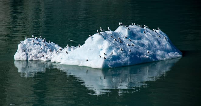 Seagulls Abound and Rest on Icebergs in Glacier Bay, Alaska
