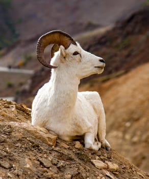 Bighorn Sheep in Denali National Park, Alaska