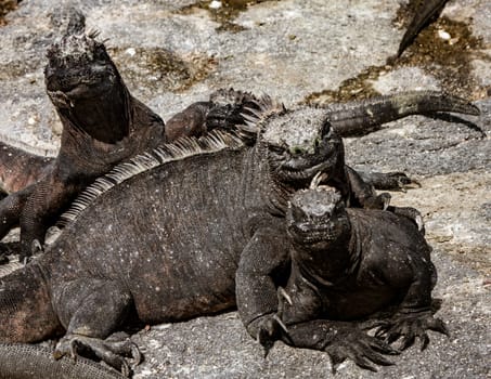 Galapagos Marine Iguanas Sunning on Rock, on Isla Fernandina, Galapagos Islands, Ecuador