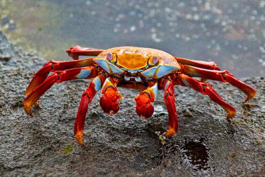 Sally Lightfoot crab on Galapagos Islands