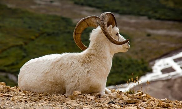 Bighorn Sheep in Denali National Park, Alaska