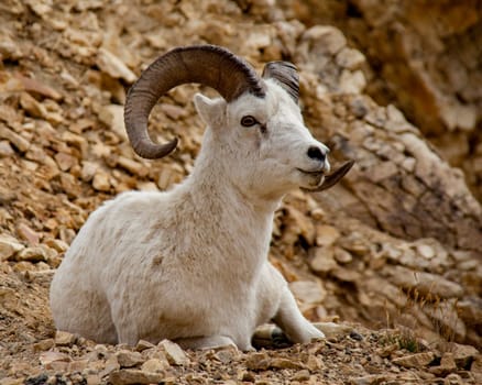 Bighorn Sheep in Denali National Park, Alaska